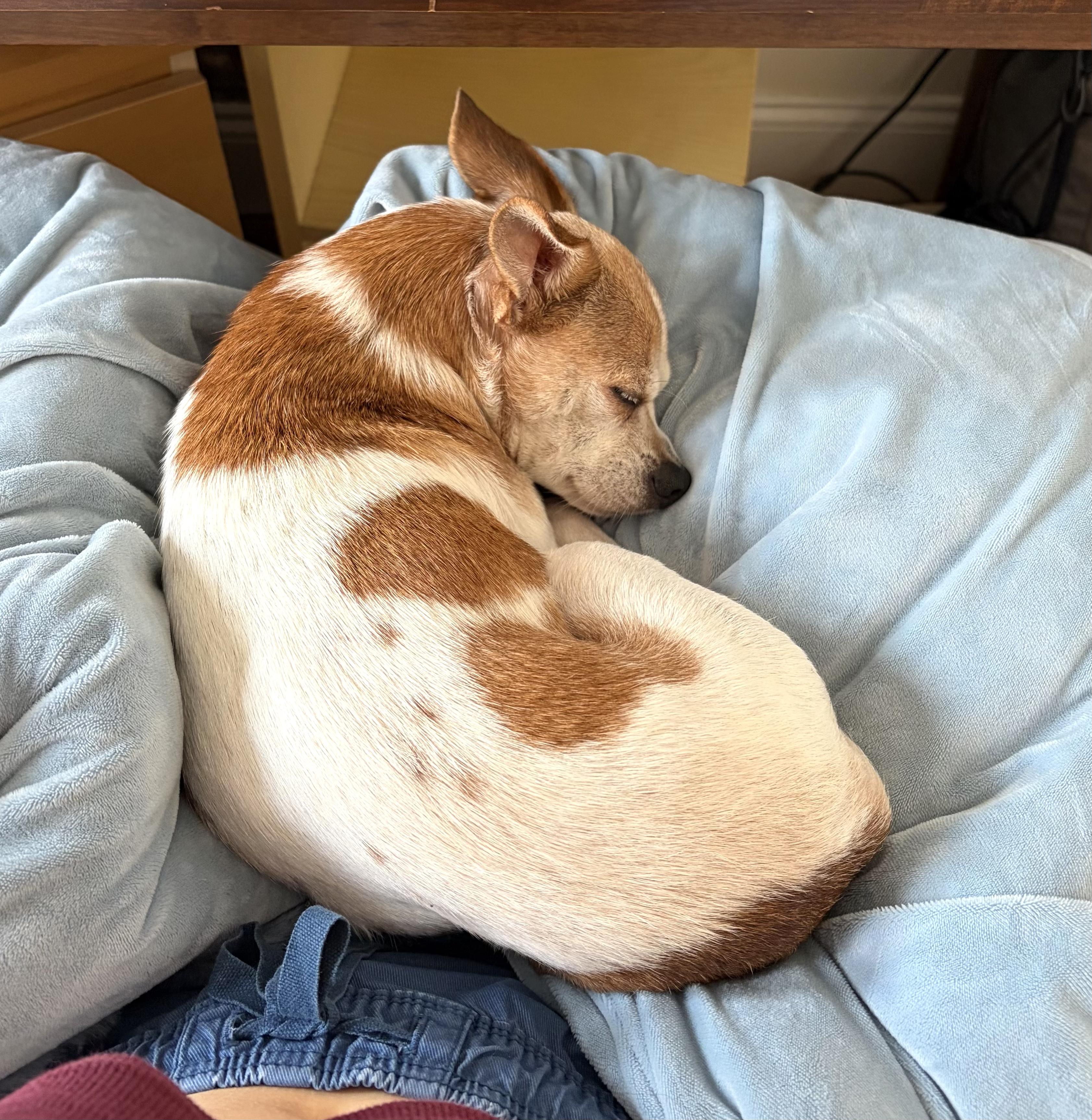 Lina, a Adoptable mixed breed in Brooklyn, NY image 6/6