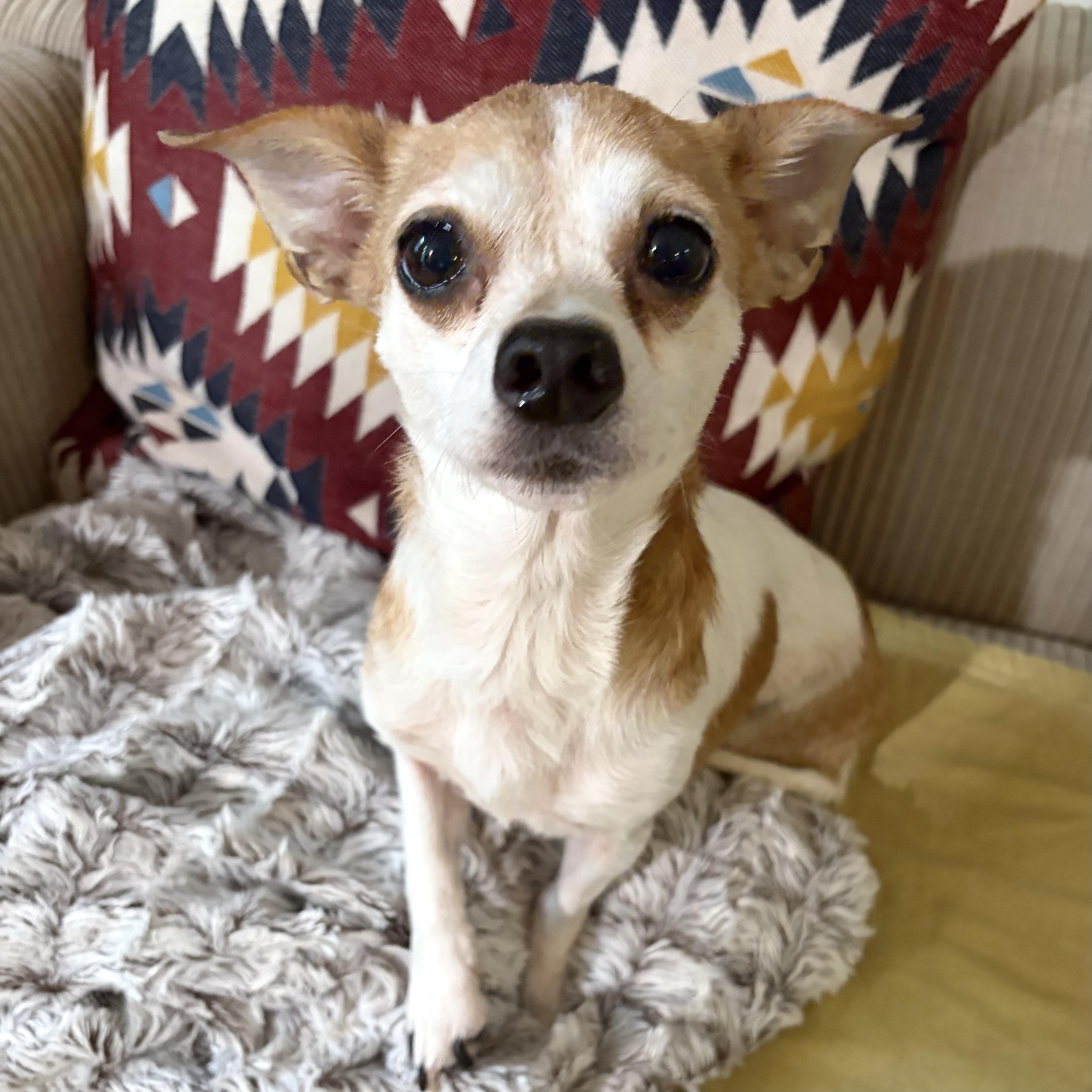 Lina, Adoptable, Senior Female Chihuahua.