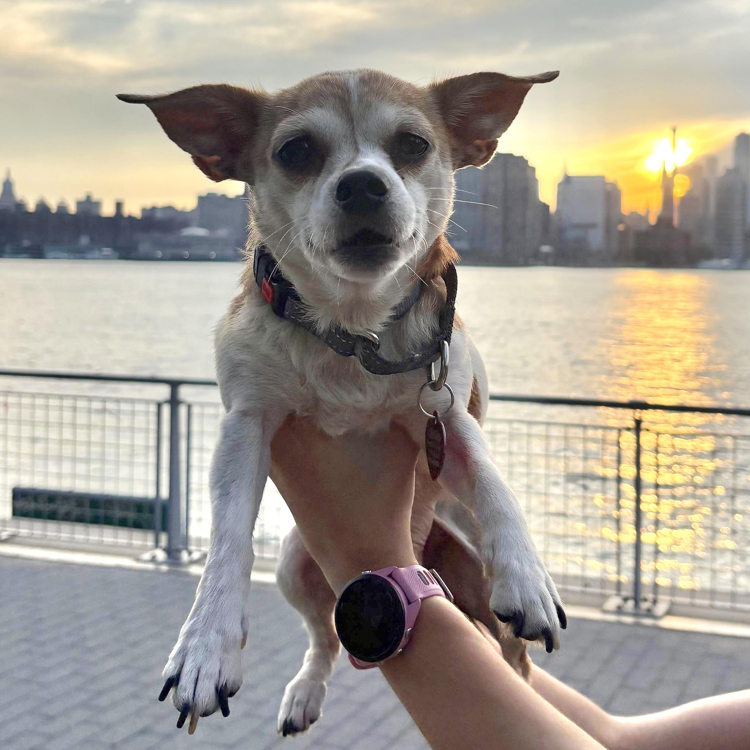 Lina, a Adoptable mixed breed in Brooklyn, NY image 2/6