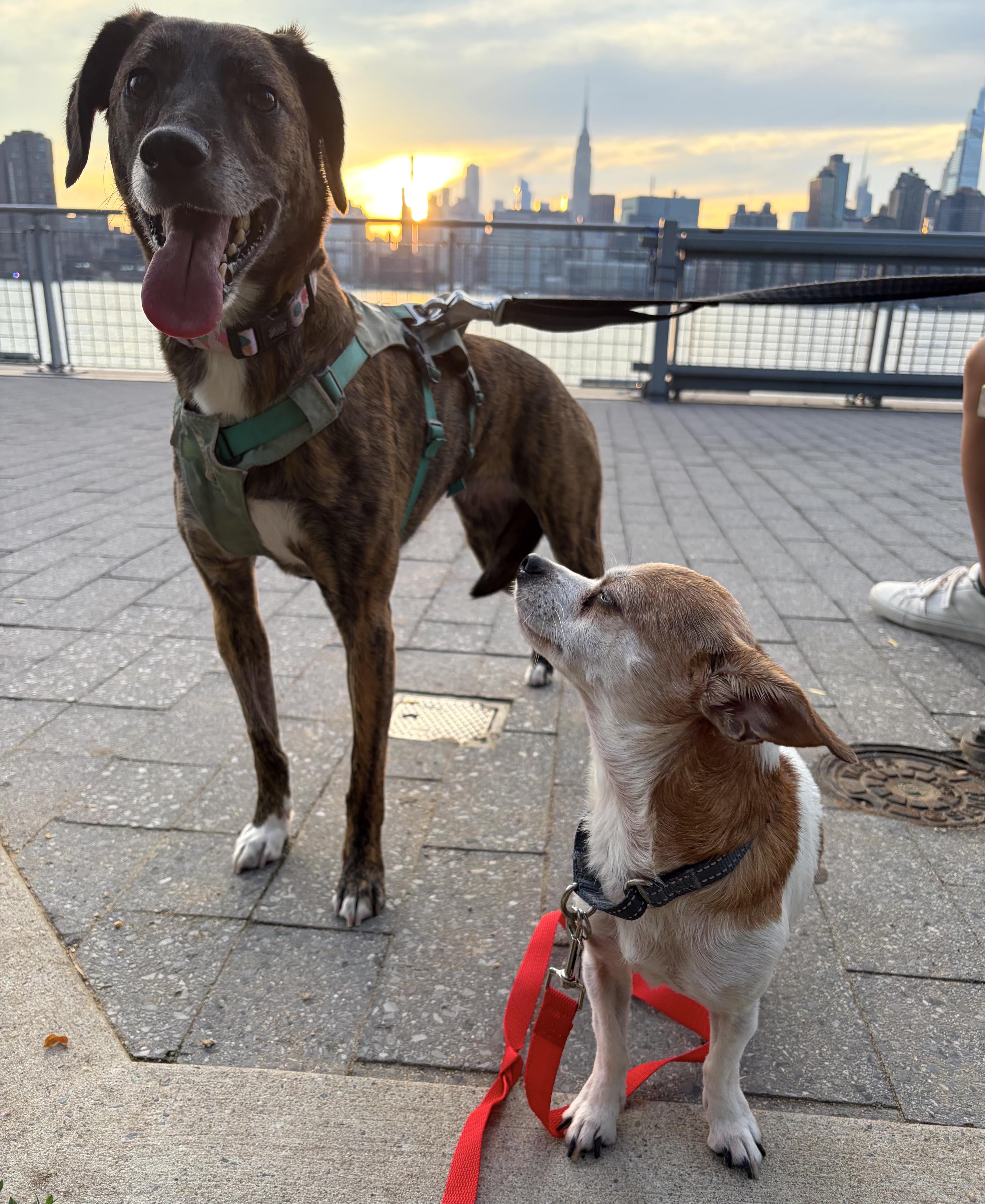 Lina, a Adoptable mixed breed in Brooklyn, NY image 3/6