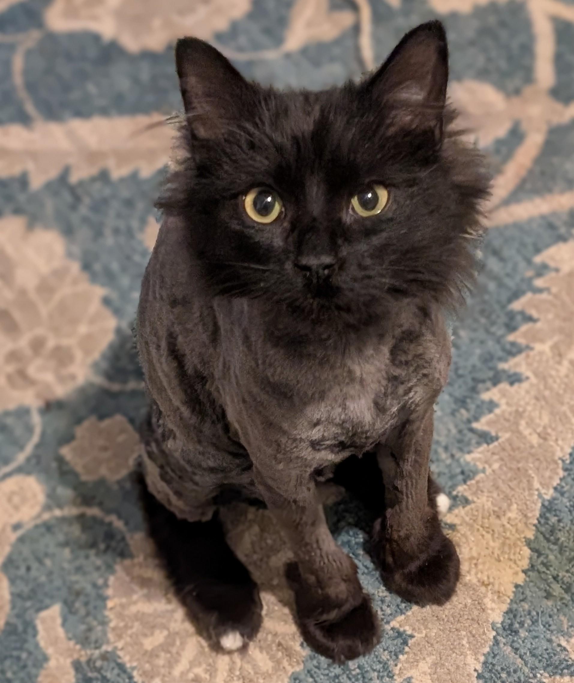 Enlarge Lennox, an adopted Manx in Howard, PA image 2/2