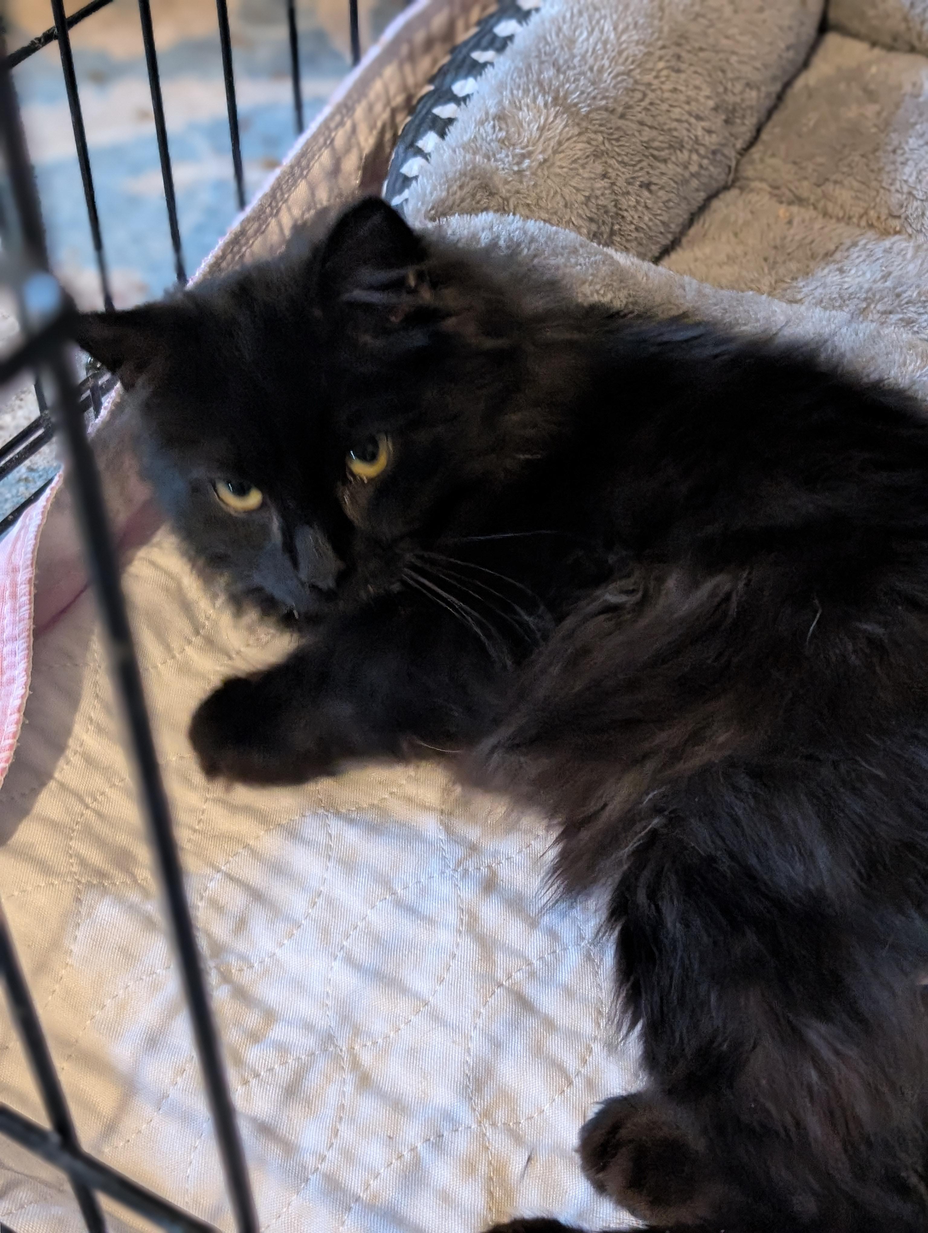 Enlarge Lennox, an adopted Manx in Howard, PA image 1/2