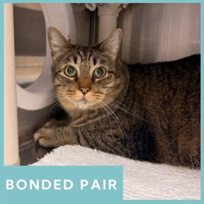 Timothy, ADOPTABLE, Adult Male Domestic Short Hair.