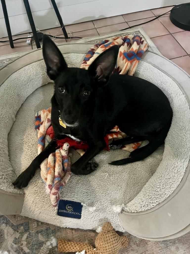 Enlarge Minnie, a Adoptable mixed breed in Denver, CO image 5/6
