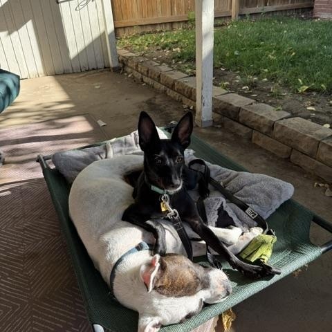 Enlarge Minnie, a Adoptable mixed breed in Denver, CO image 6/6