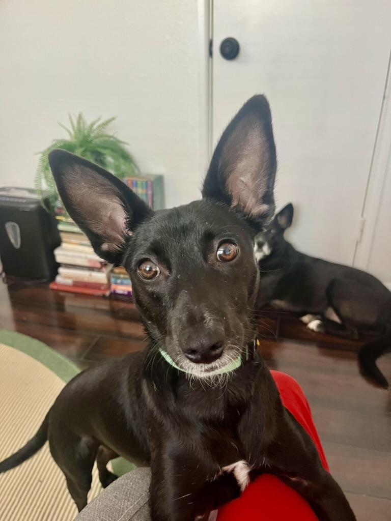 Enlarge Minnie, a Adoptable mixed breed in Denver, CO image 2/6