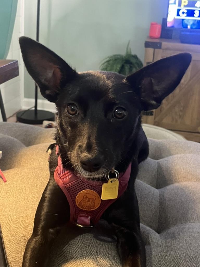 Minnie, Adoptable, Young Female Cattle Dog.