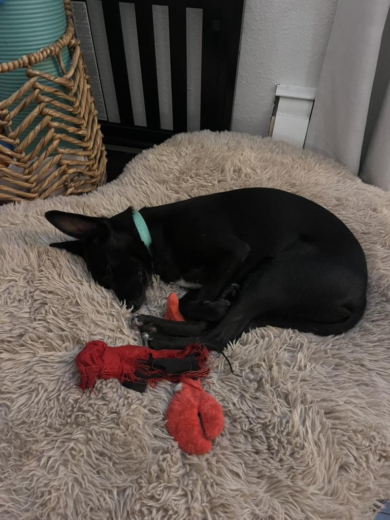 Enlarge Minnie, a Adoptable mixed breed in Denver, CO image 4/6