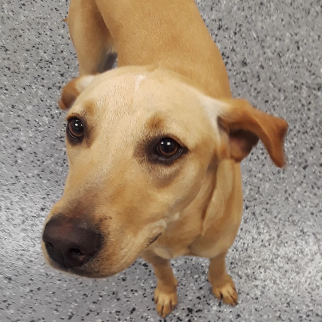 Noelle 15926, Adoptable, Senior Female Catahoula Leopard Dog & Mixed Breed.