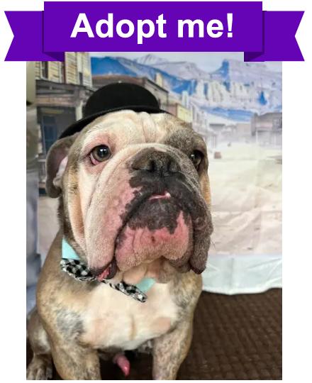 Whiskey, adopted, Adult Male English Bulldog.
