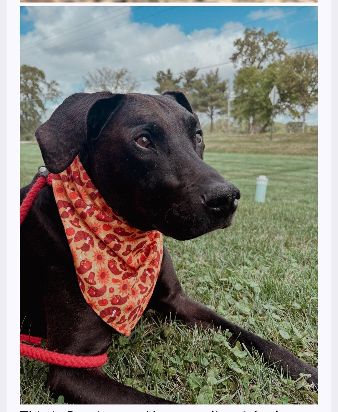 Remington, Adoptable, Senior Male Black Labrador Retriever.