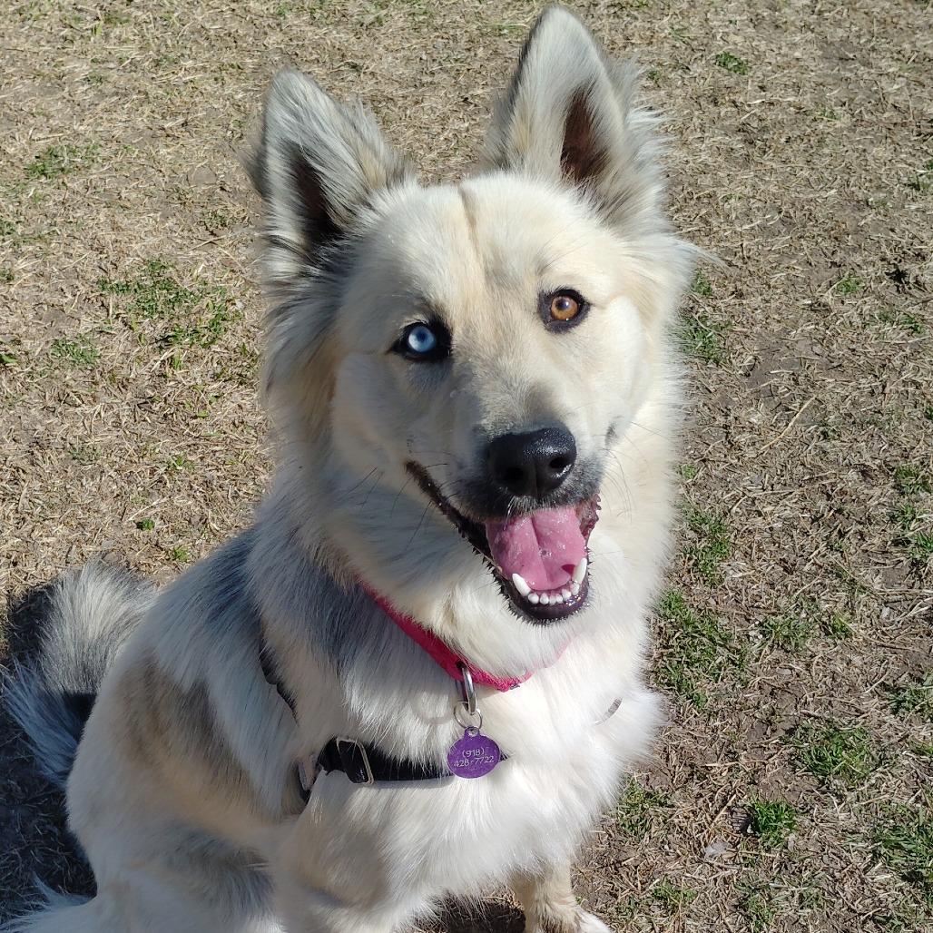 Yogi, Adoptable, Young Male Shepherd & Husky.