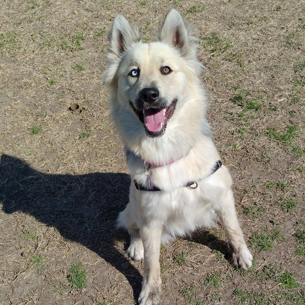 Yogi, a Adoptable mixed breed in Tulsa, OK image 2/6