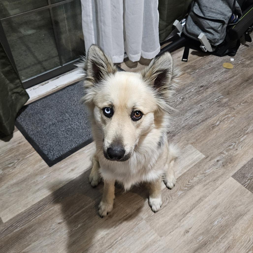 Yogi, a Adoptable mixed breed in Tulsa, OK image 3/6