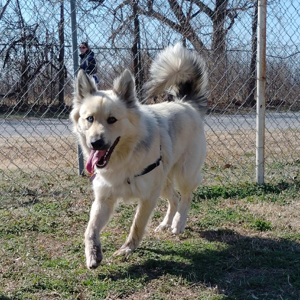 Yogi, a Adoptable mixed breed in Tulsa, OK image 4/6
