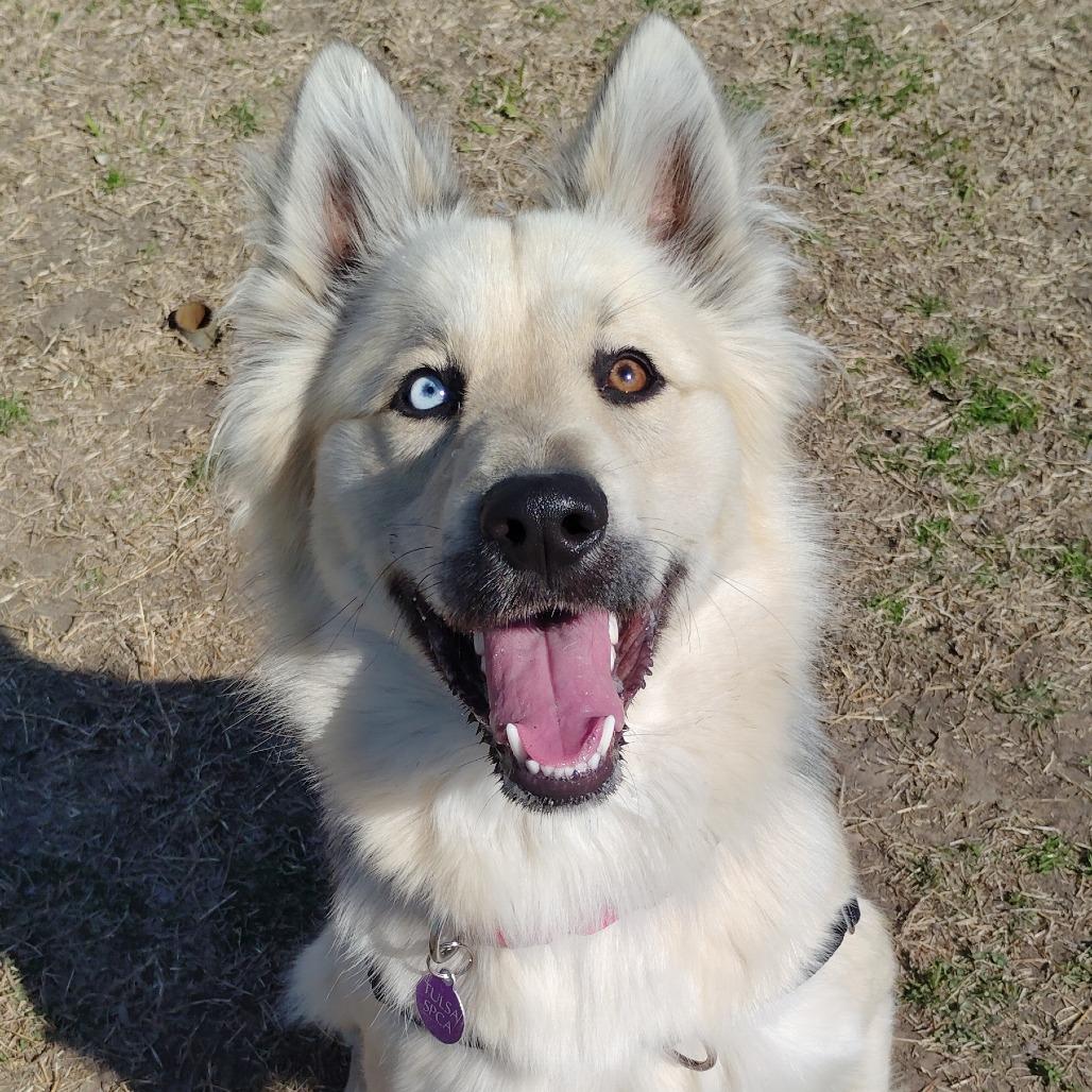 Yogi, a Adoptable mixed breed in Tulsa, OK image 6/6