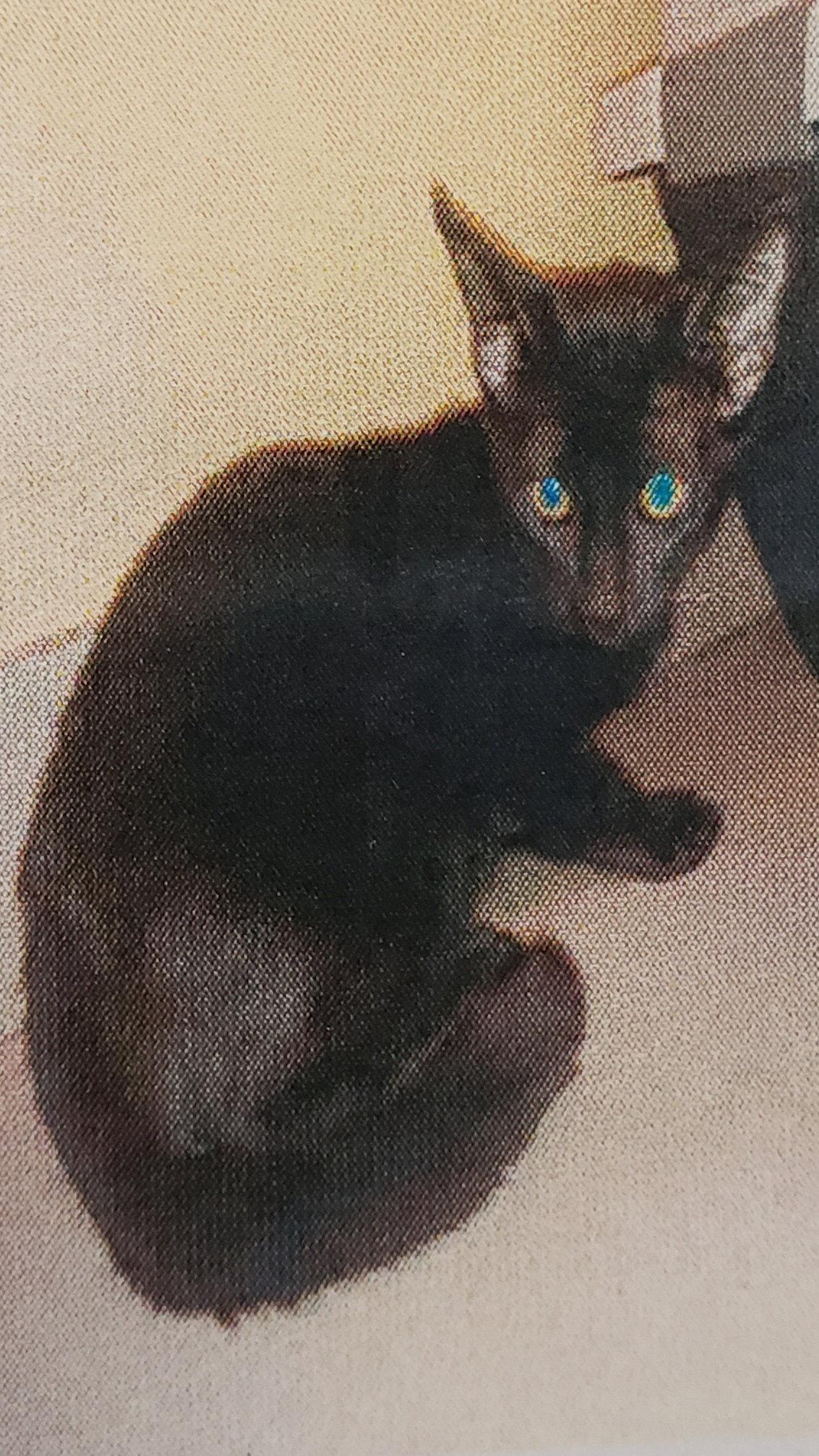Lip, Adopted, Young Male Domestic Short Hair.