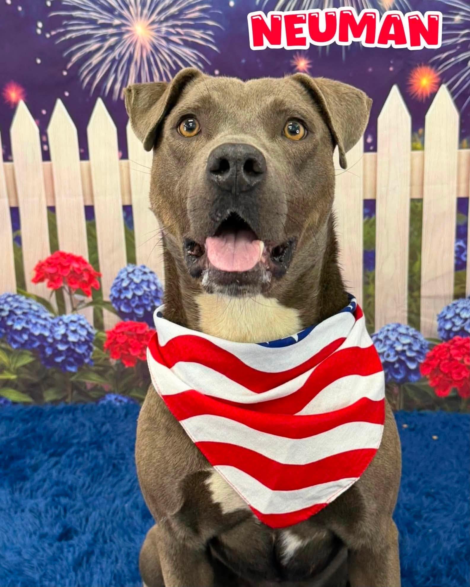Enlarge Neuman, a ADOPTABLE Mixed Breed in Flint, MI image 1/1