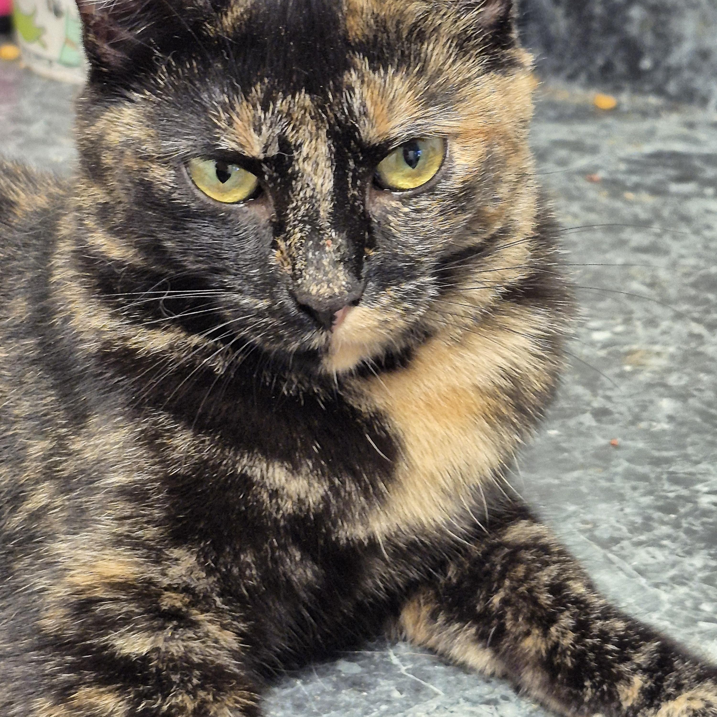 Enlarge Mitzy, a Adoptable Domestic Short Hair in Chatham, ON image 1/3