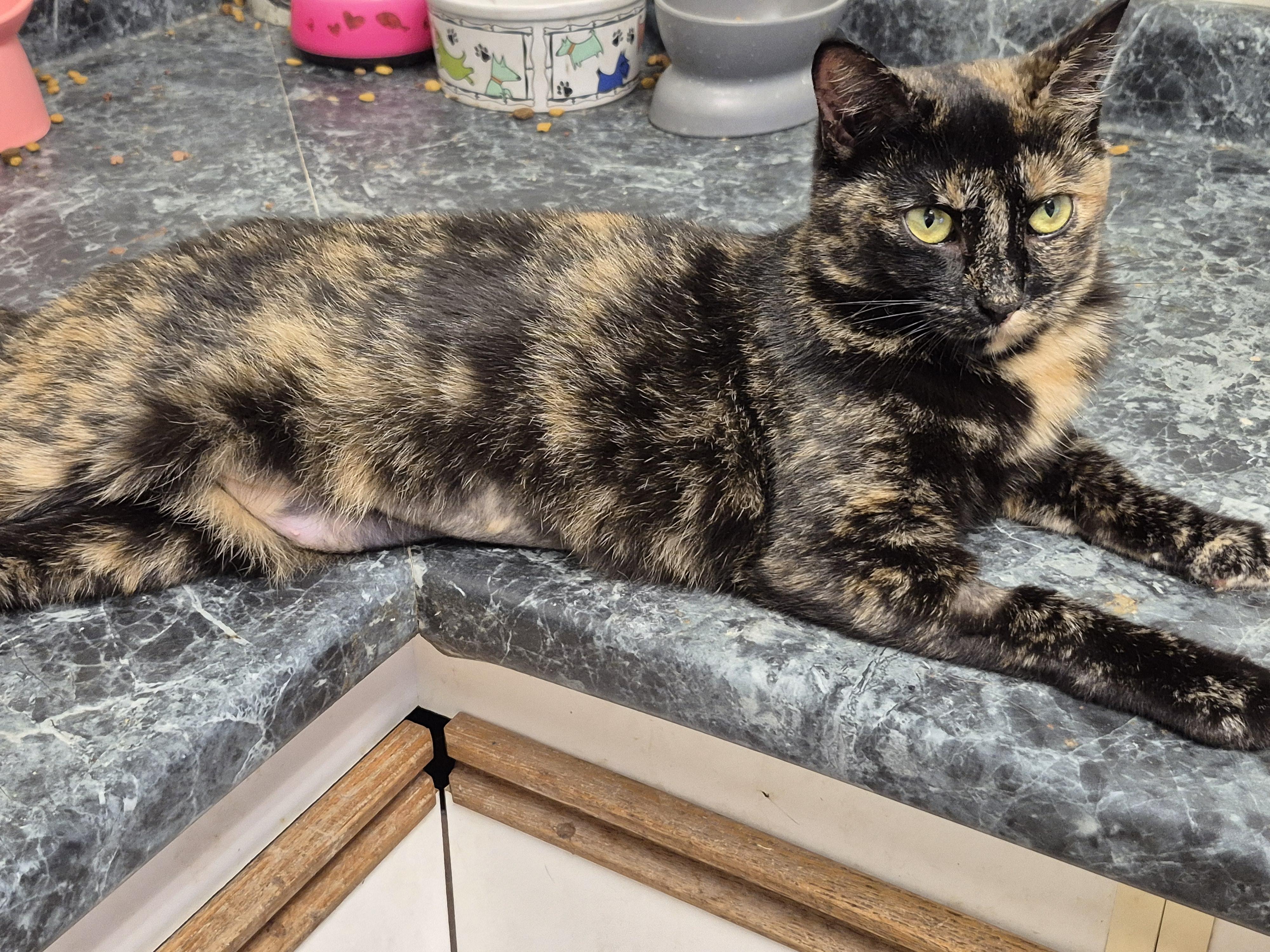 Enlarge Mitzy, a Adoptable Domestic Short Hair in Chatham, ON image 3/3