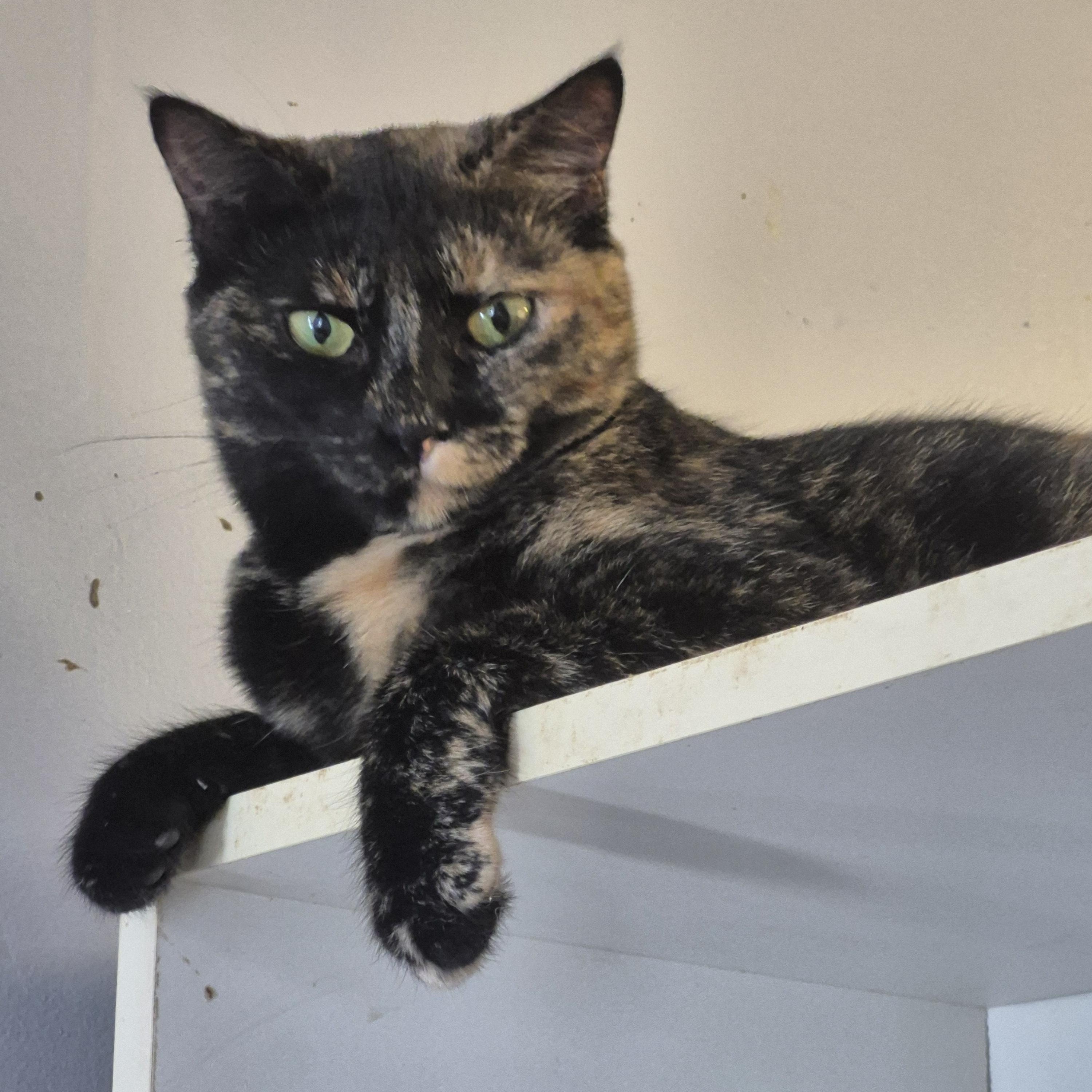 Enlarge Mitzy, a Adoptable Domestic Short Hair in Chatham, ON image 2/3