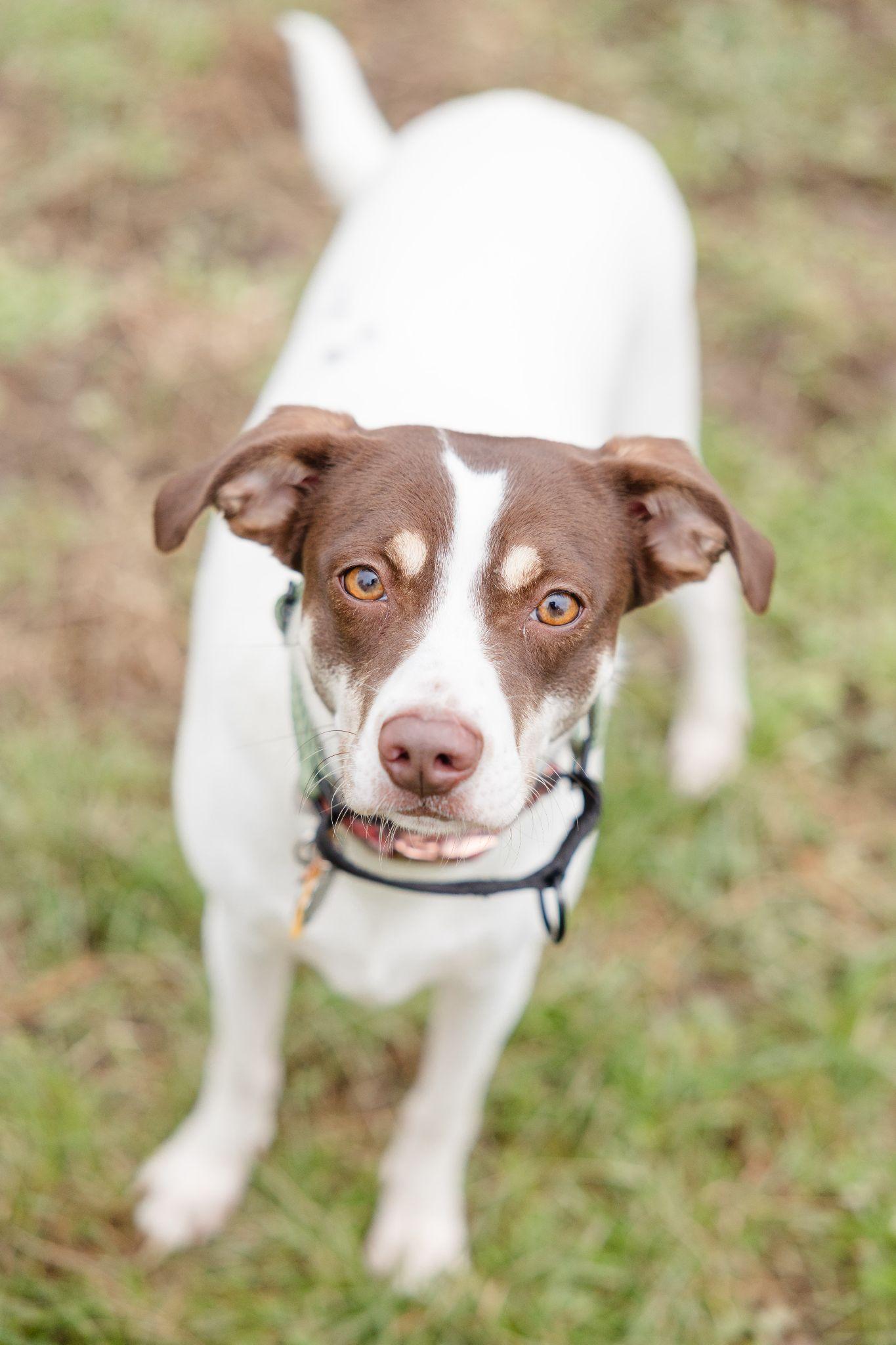 Enlarge Chocolate Chip, a ADOPTABLE mixed breed in Newburgh, IN image 1/1