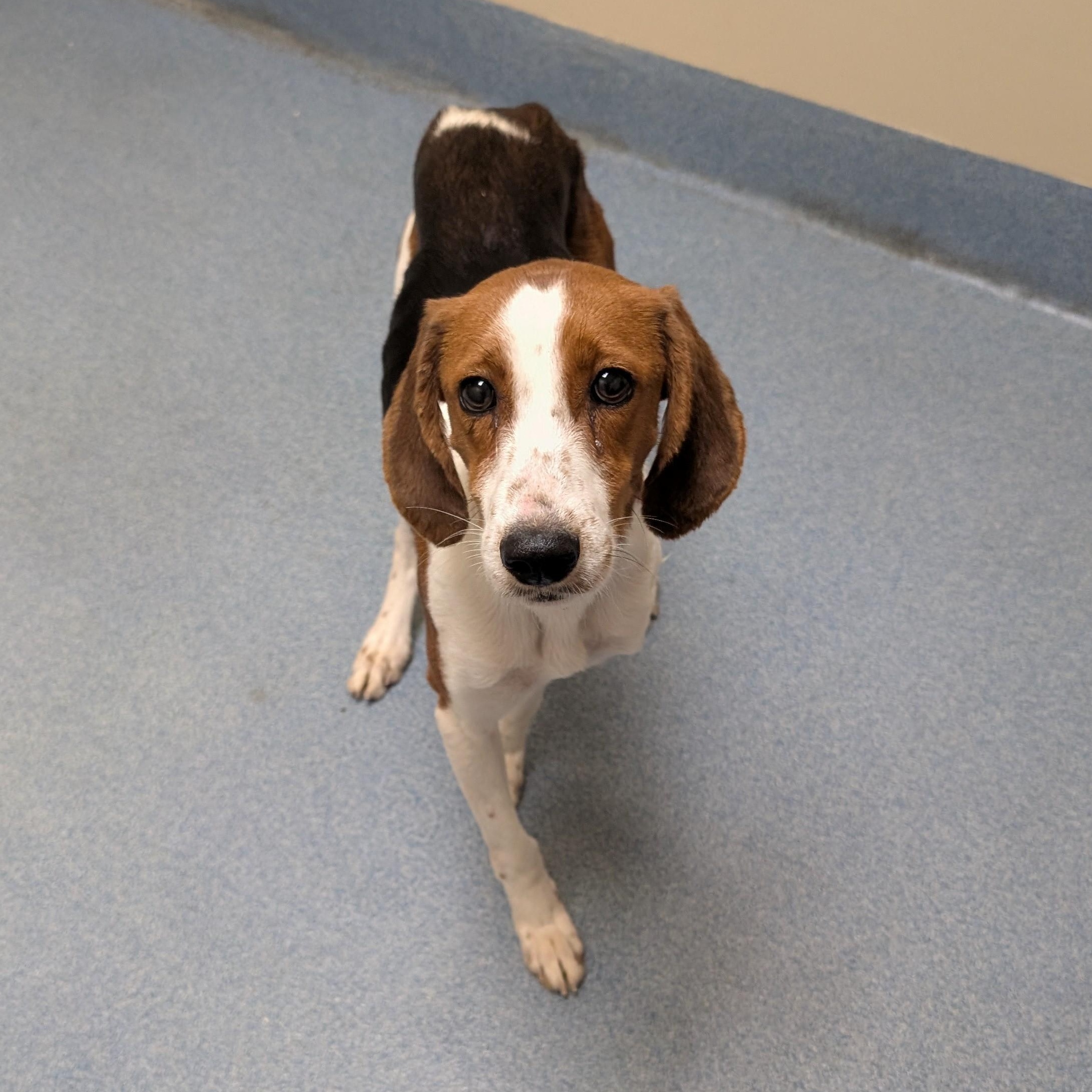 Enlarge Noodle, a ADOPTABLE mixed breed in Suffolk, VA image 1/2