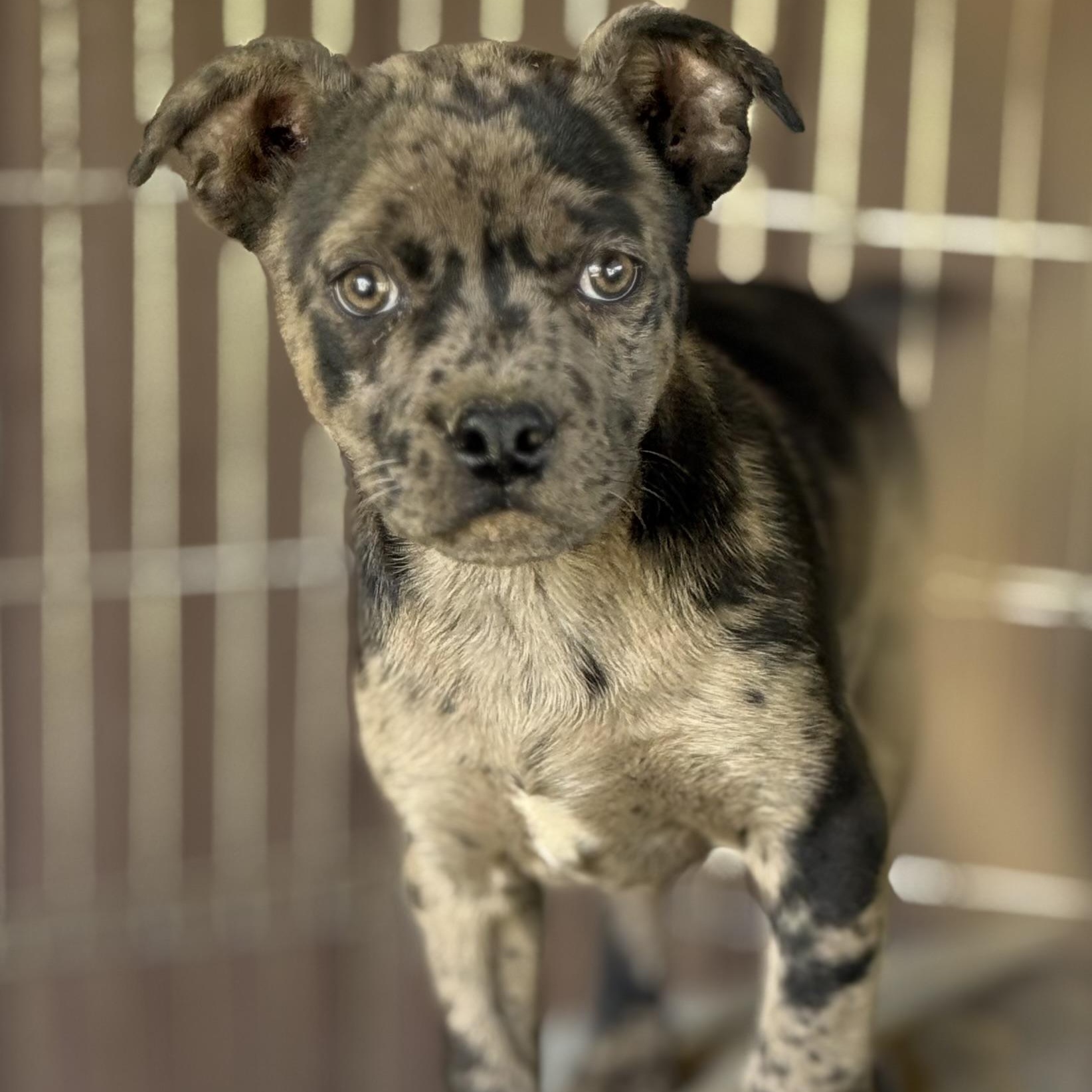 Blackberry, adoptable, Puppy Female Pug & Corgi.