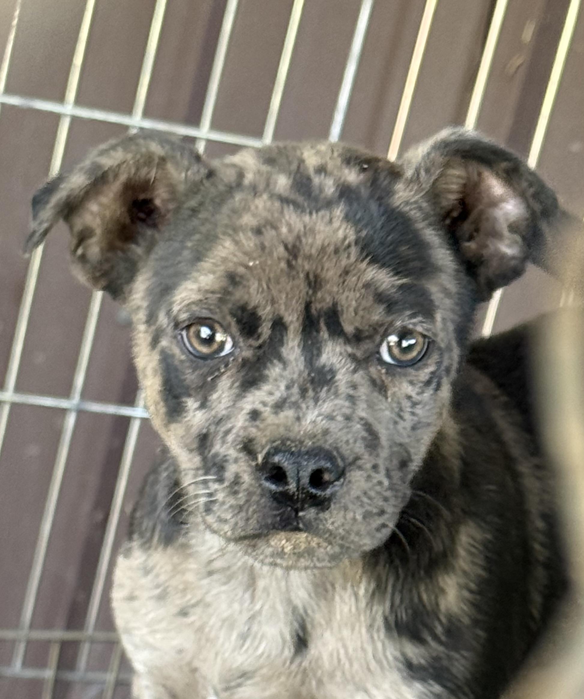 Enlarge Blackberry, an adoptable mixed breed in South Saint Paul, MN image 2/2