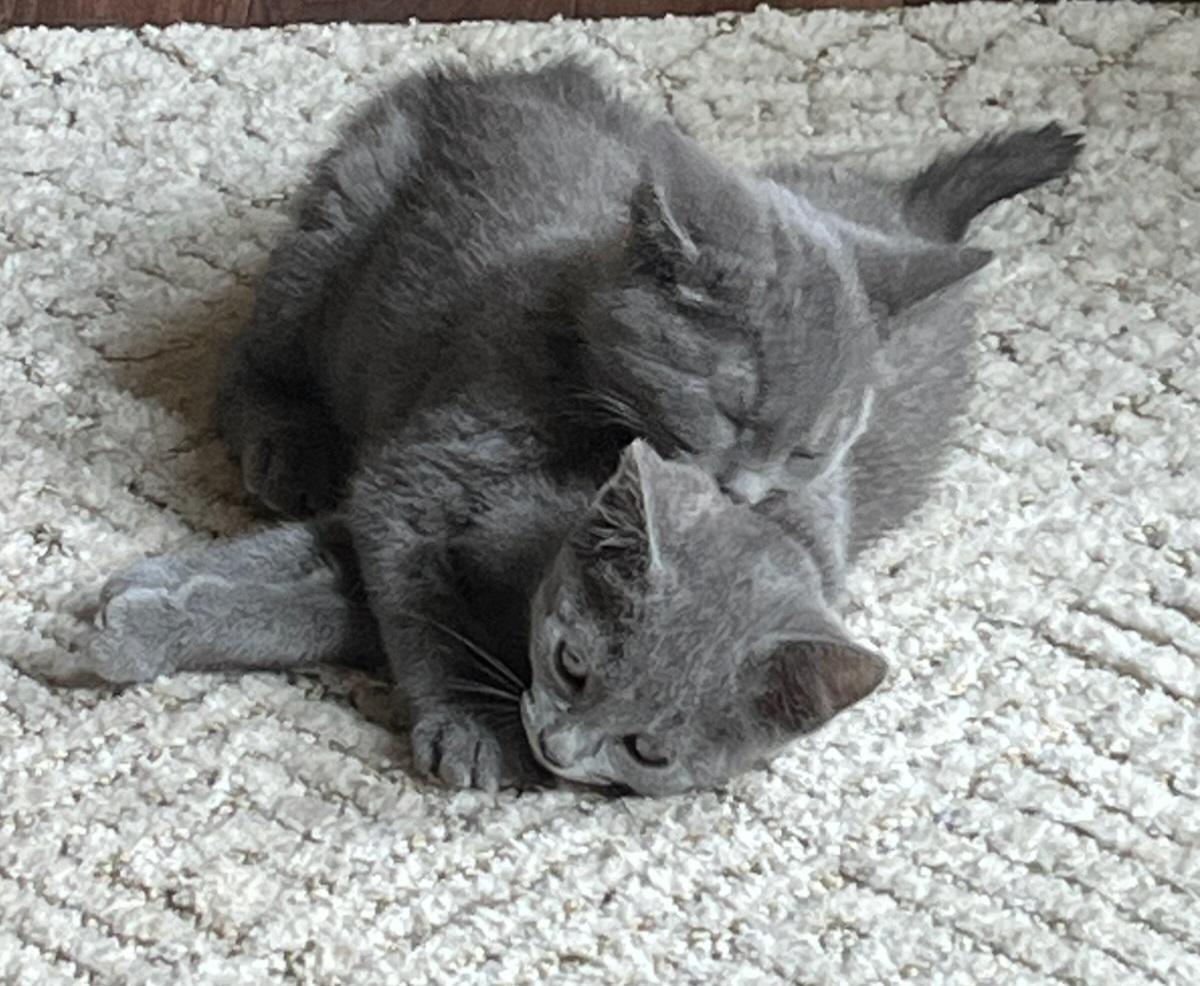 Olive bonded with Carrot, adoptable, Young Male Domestic Short Hair.