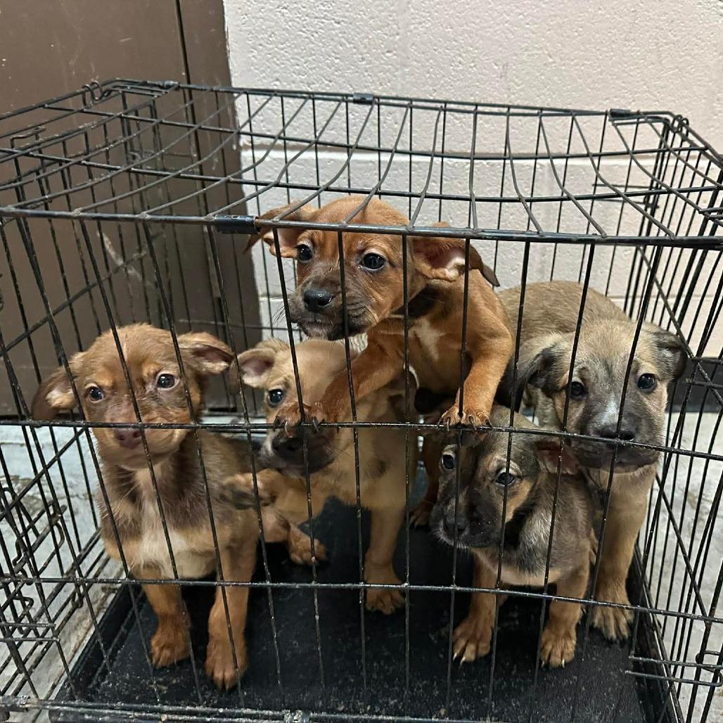 Pleco, Adoptable, Puppy Female Mixed Breed.