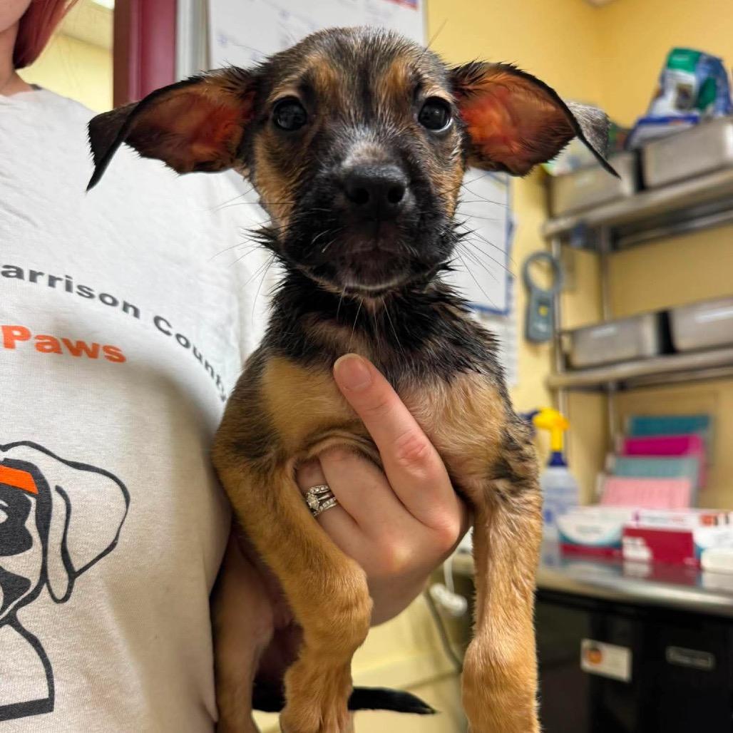 Pleco, a Adoptable Mixed Breed in Shinnston, WV image 2/2