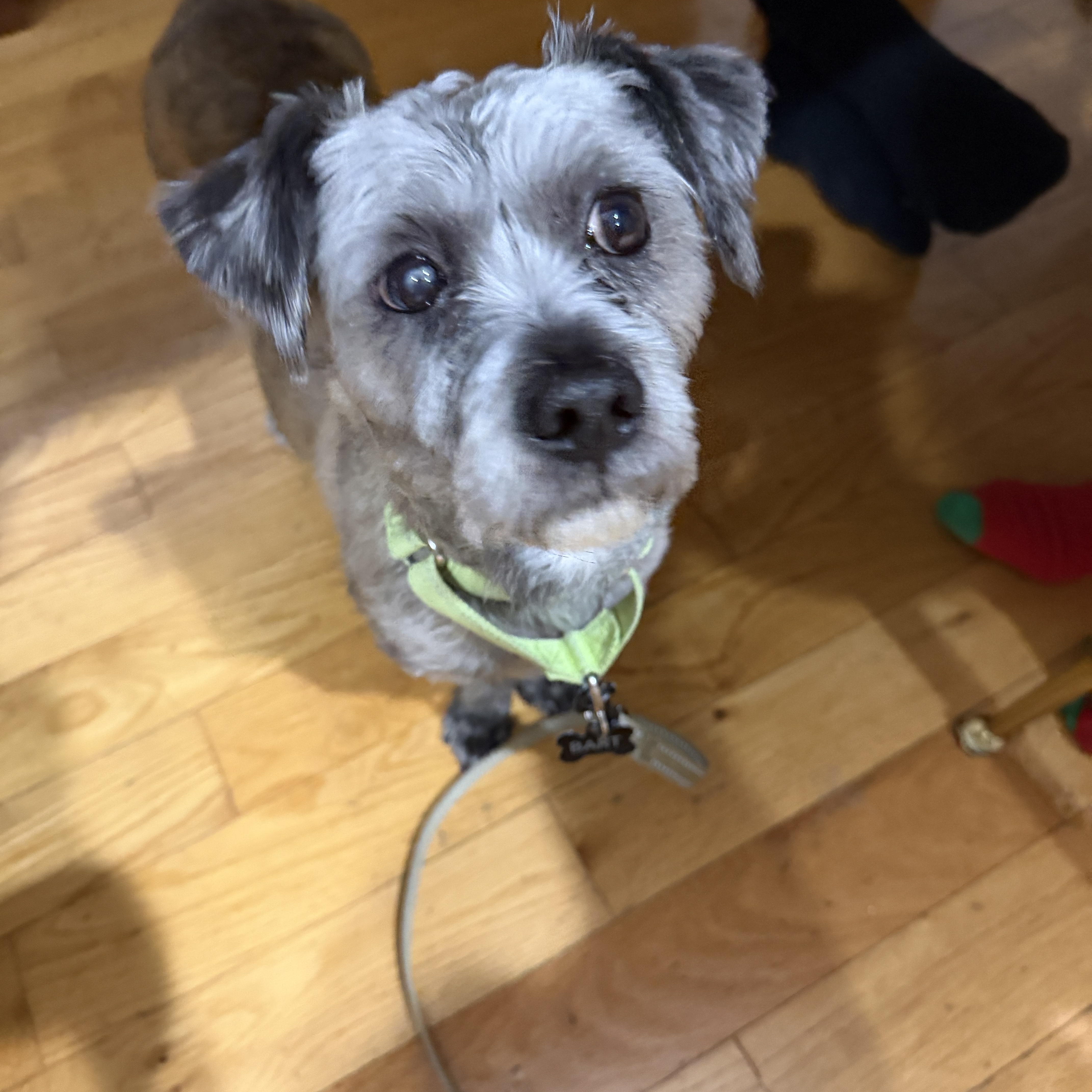 Enlarge Parsley, a ADOPTABLE Mixed Breed in Plainview, NY image 2/2