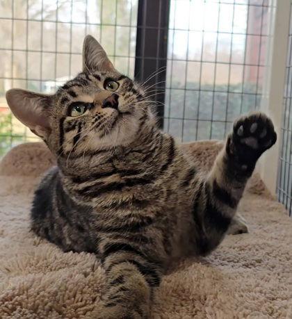 Chidori, Adoptable, Young Male Domestic Short Hair.