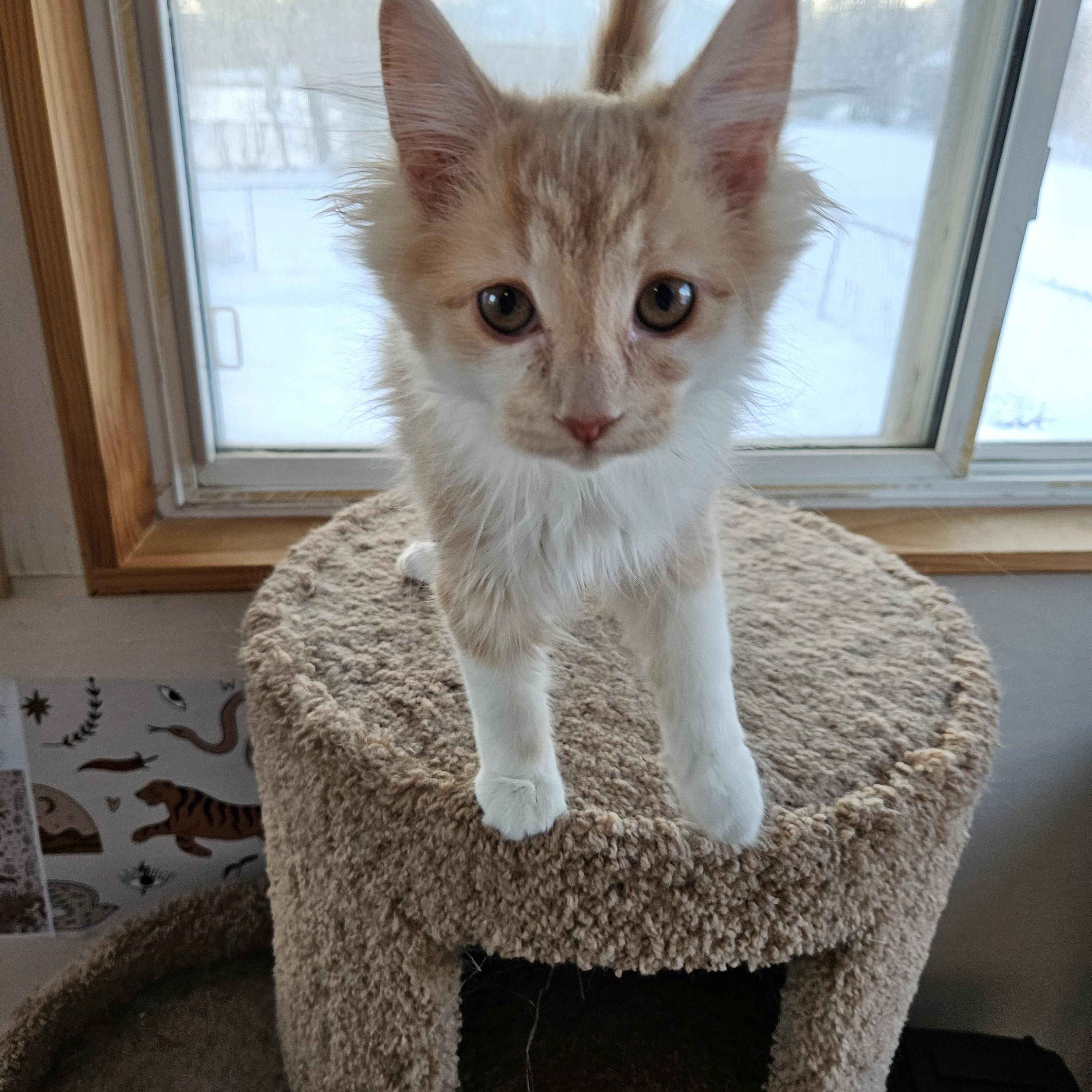 Enlarge Sisco, an adopted Domestic Medium Hair in Sterling Heights, MI image 3/4