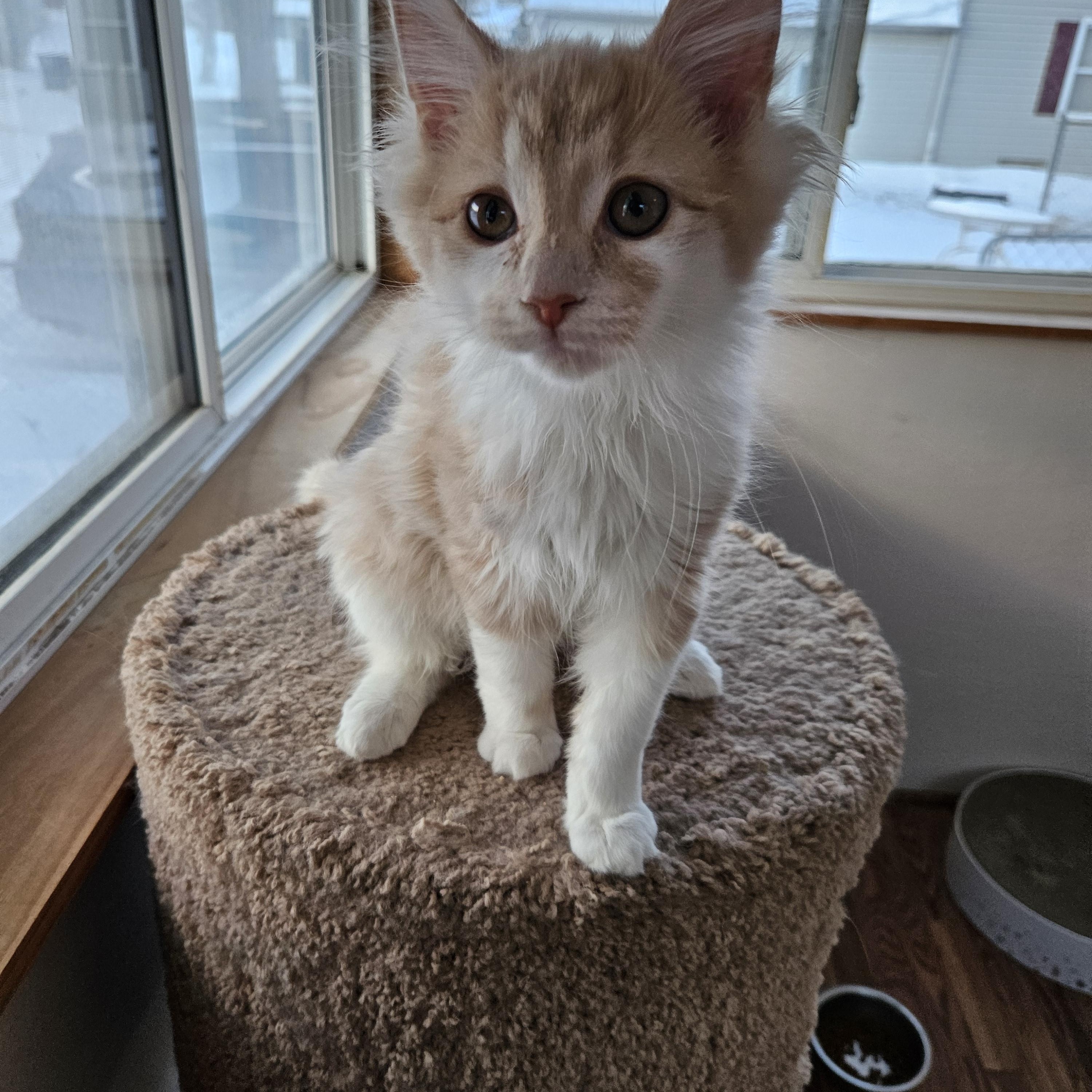 Sisco, adopted, Kitten Female Domestic Medium Hair.