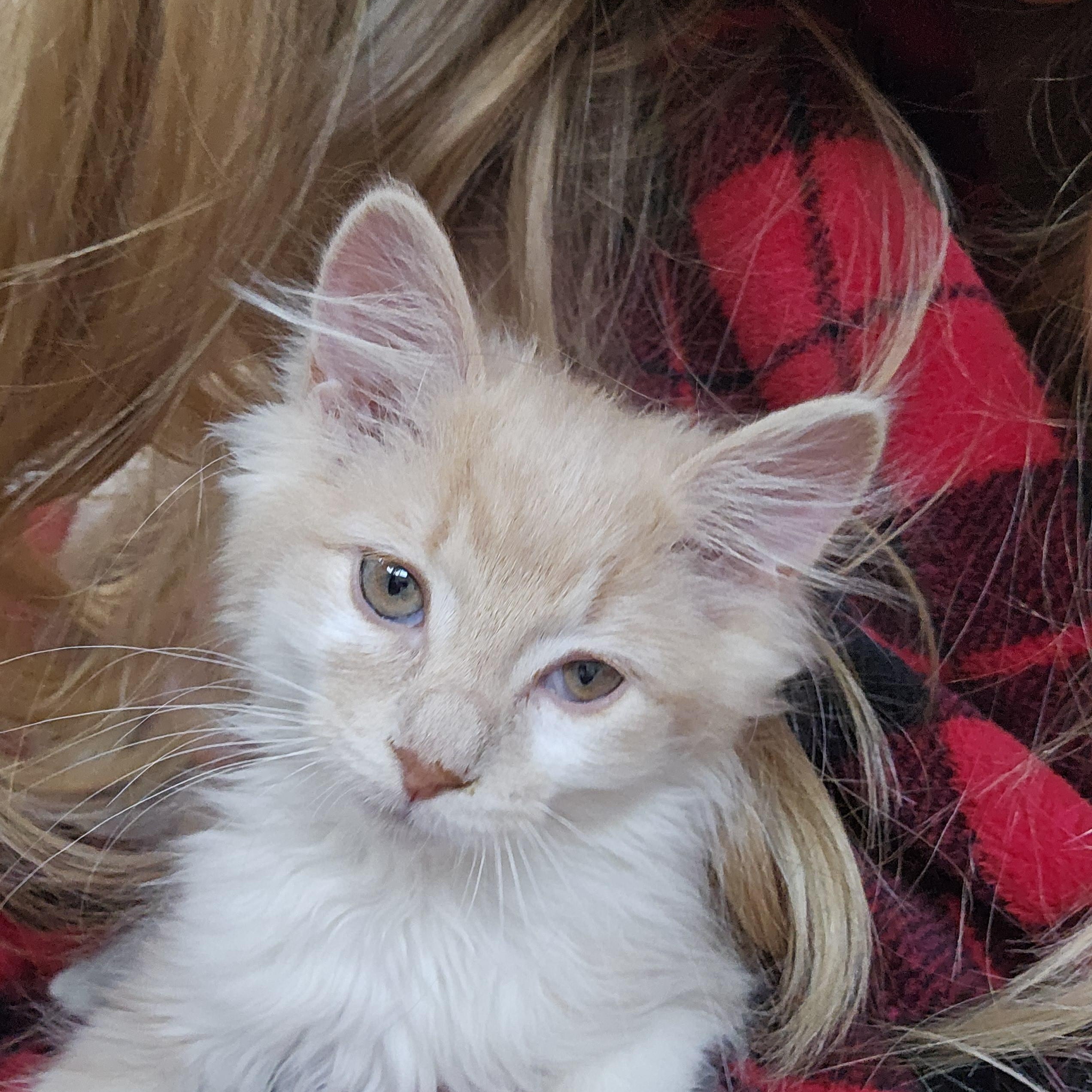 Enlarge Sisco, an adopted Domestic Medium Hair in Sterling Heights, MI image 2/4