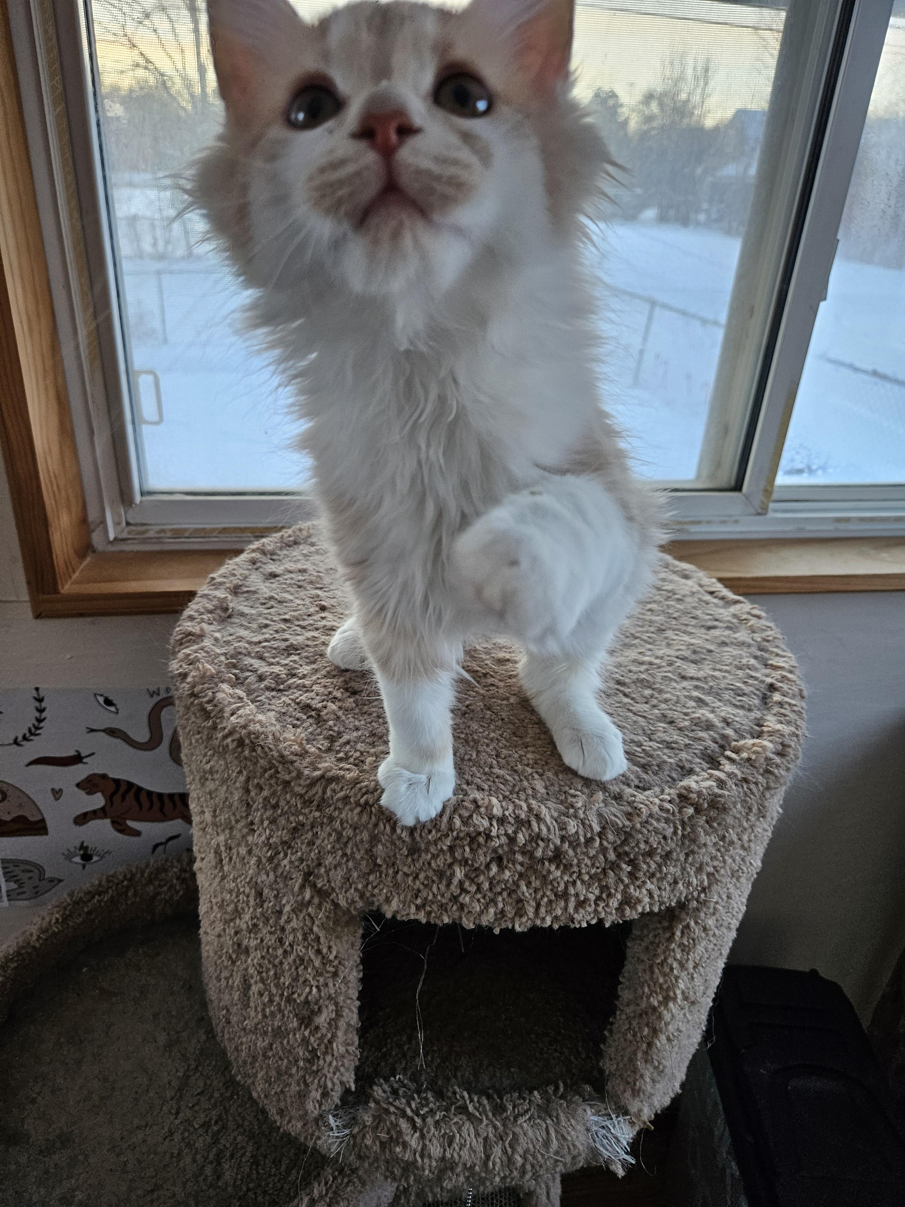 Enlarge Sisco, an adopted Domestic Medium Hair in Sterling Heights, MI image 4/4