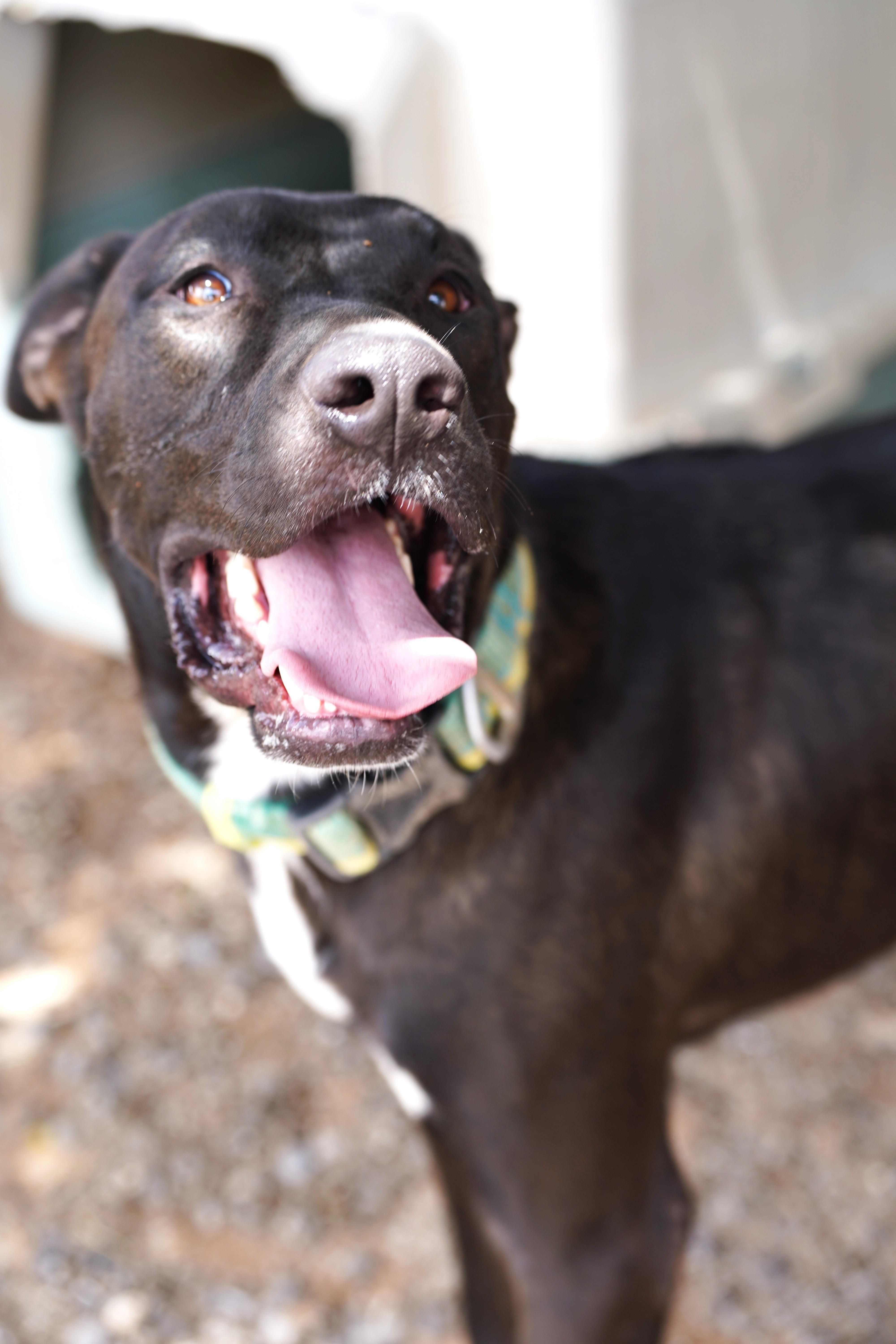 Liam, Adoptable, Adult Male Black Labrador Retriever.