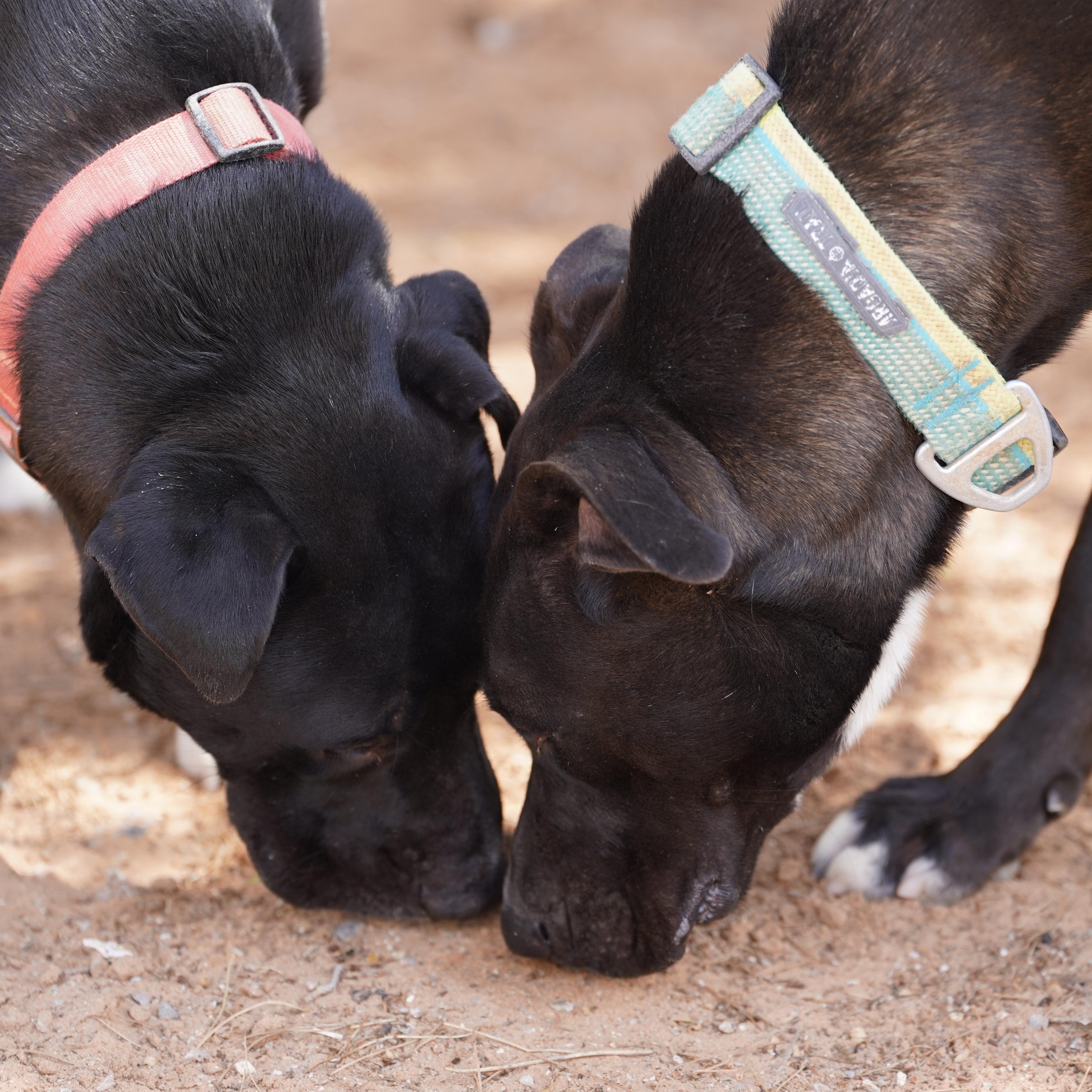 Enlarge Liam, a Adoptable mixed breed in El Paso, TX image 2/3