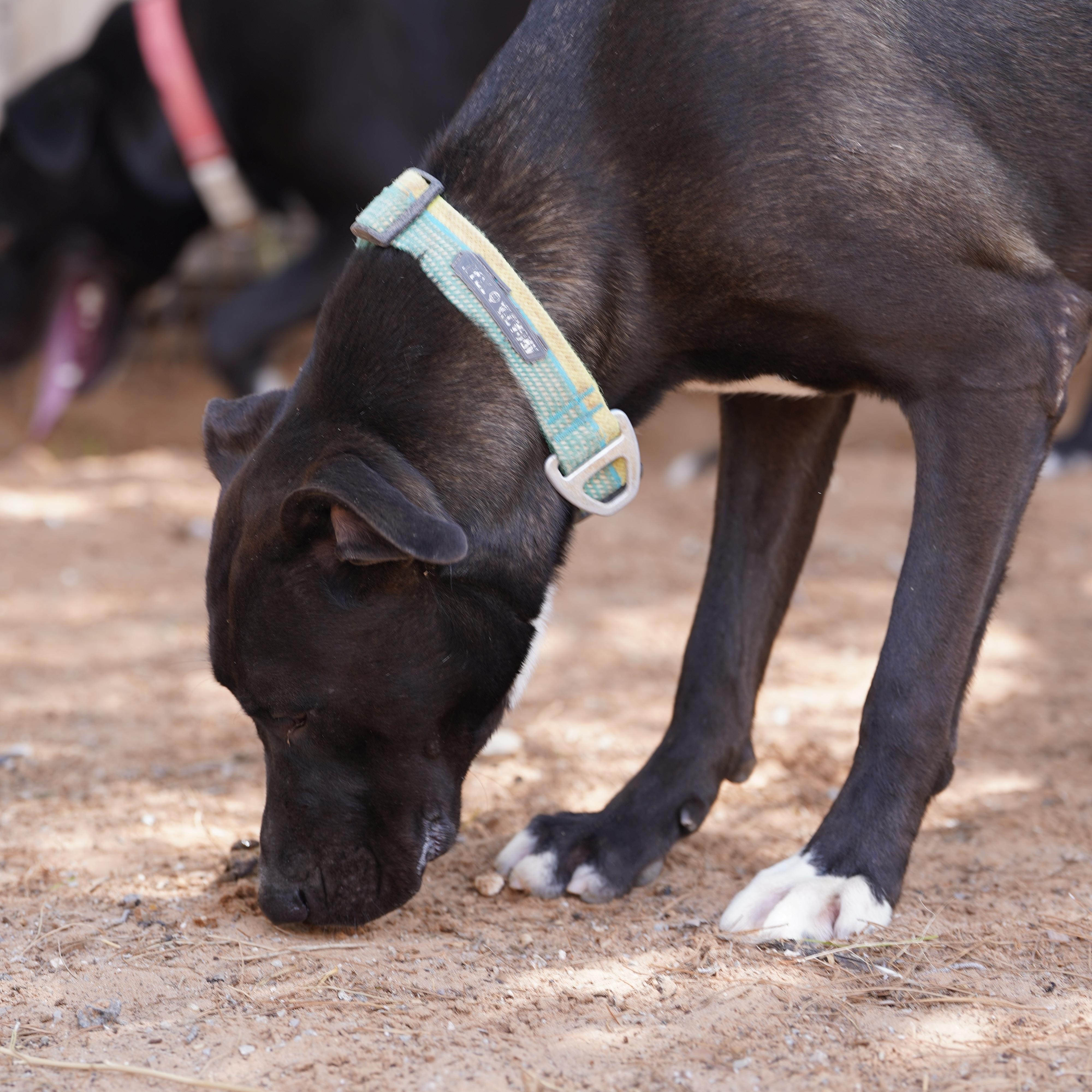 Enlarge Liam, a Adoptable mixed breed in El Paso, TX image 3/3