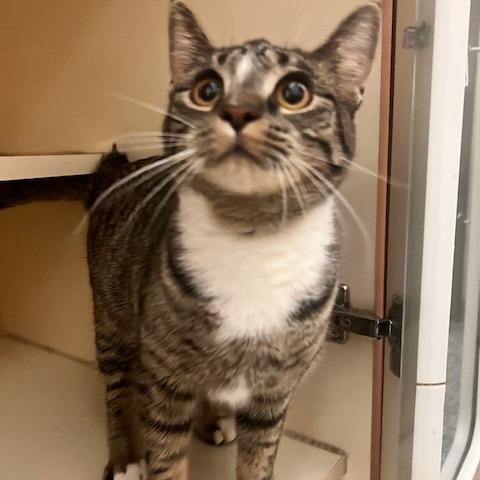 Frosta, Adoptable, Young Female Domestic Short Hair.