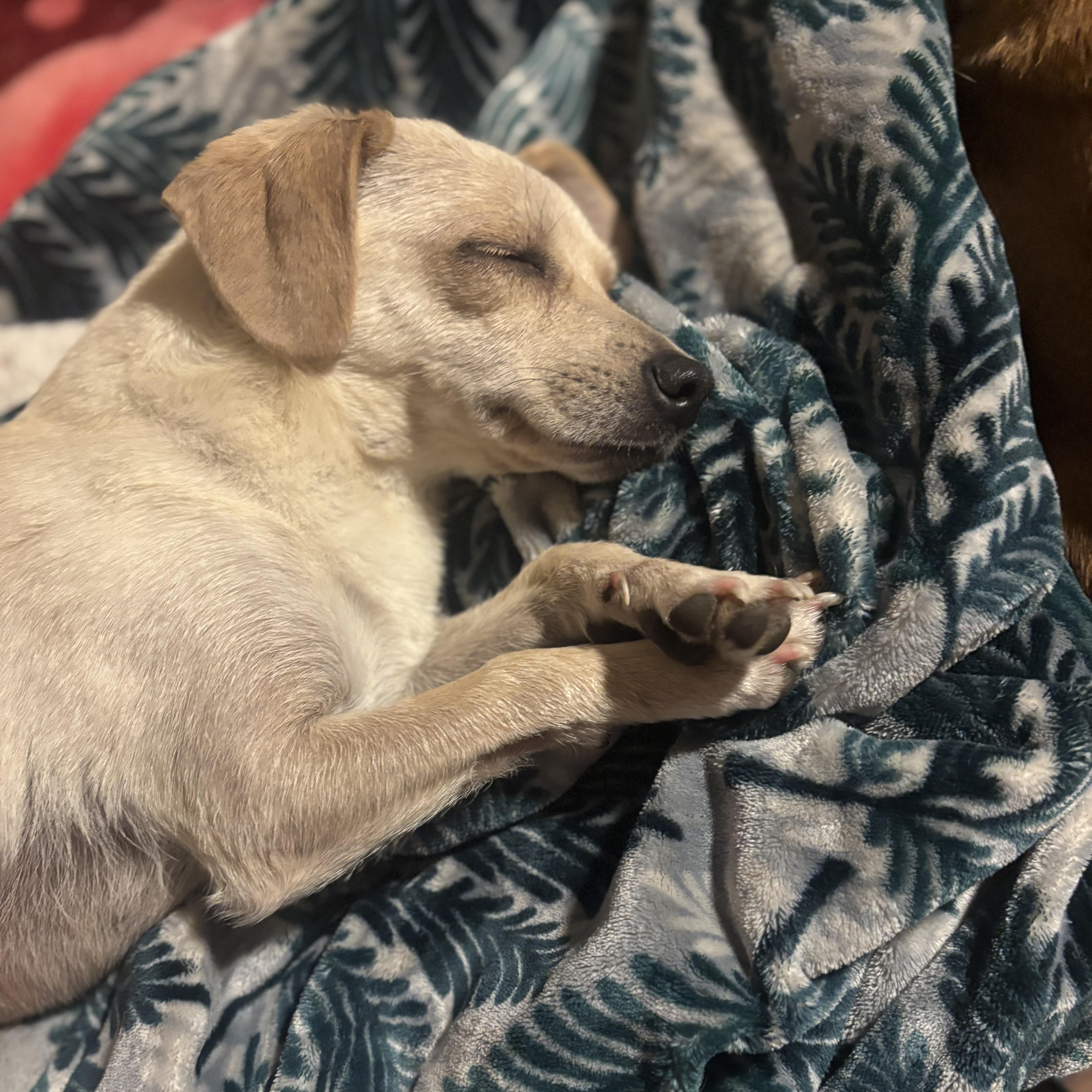 Enlarge Hope, a ADOPTABLE mixed breed in citrus heights, CA image 4/4