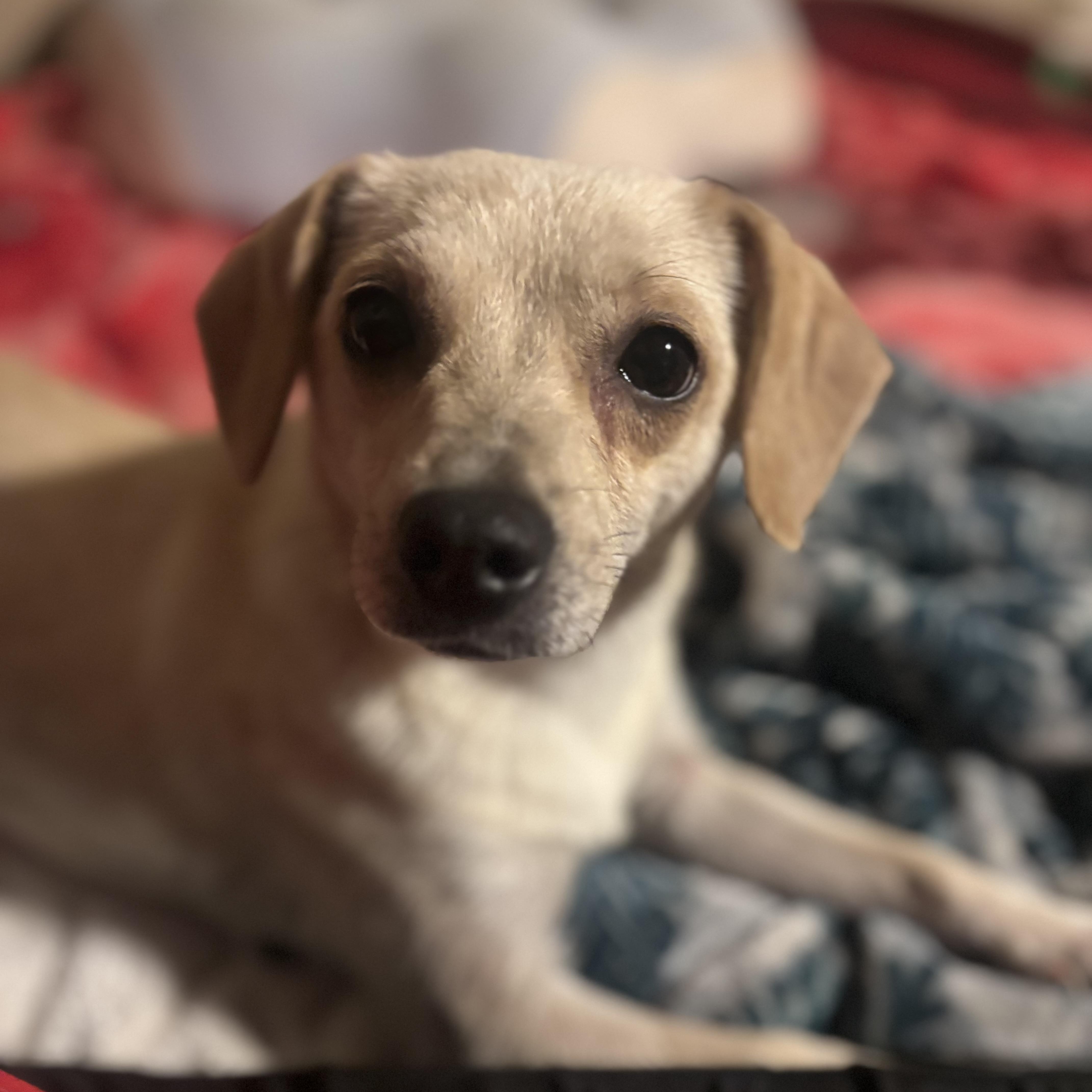 Enlarge Hope, a ADOPTABLE mixed breed in citrus heights, CA image 3/4