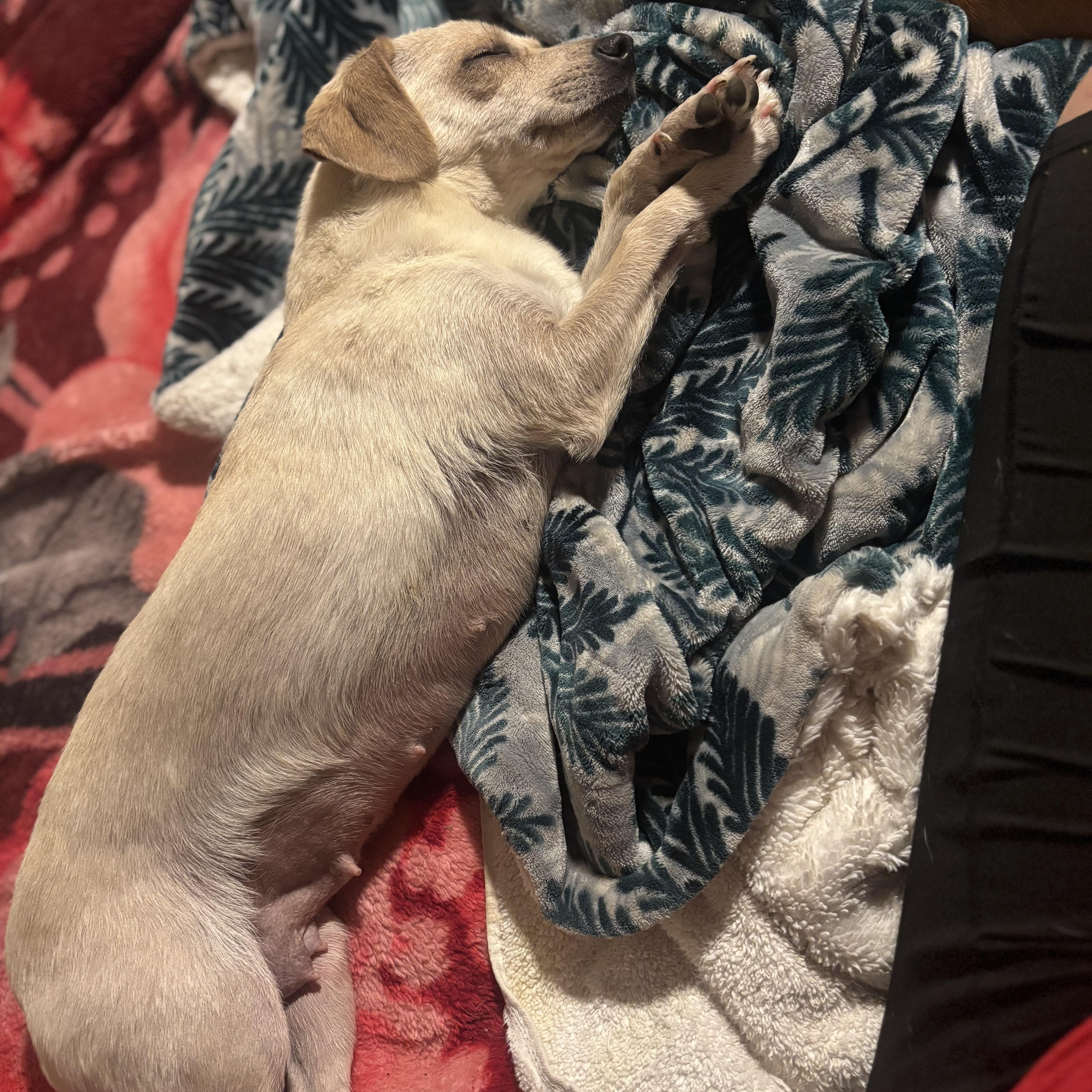 Enlarge Hope, a ADOPTABLE mixed breed in citrus heights, CA image 2/4