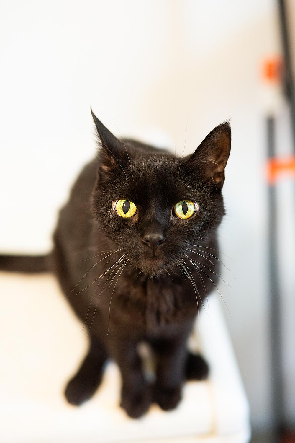 Enlarge Spike (with Harley), a Adoptable Domestic Short Hair in Marana, AZ image 1/1