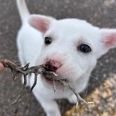 Aspen, an adopted Mixed Breed in Bernalillo, NM image 3/3