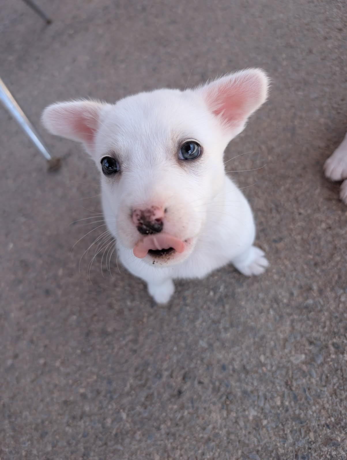 Aspen, adopted, Puppy Female Mixed Breed.