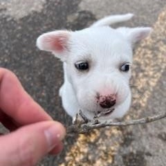 Aspen, an adopted Mixed Breed in Bernalillo, NM image 2/3