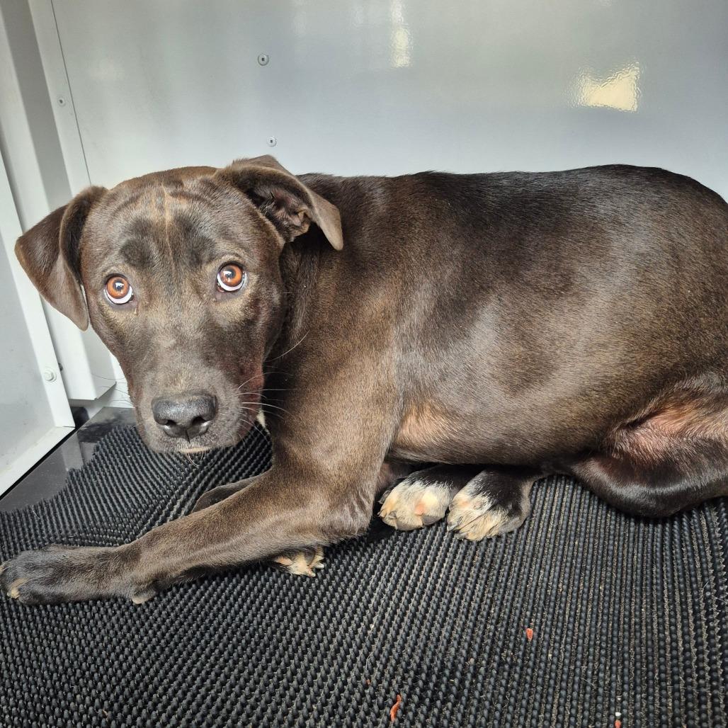 12/5/2025-Stray-FoyeAvenue-1, Adoptable, Young Female Mixed Breed.